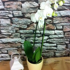Orchid