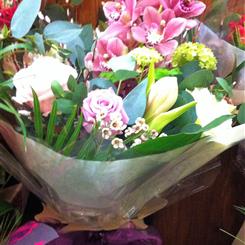 Orchid Delight 